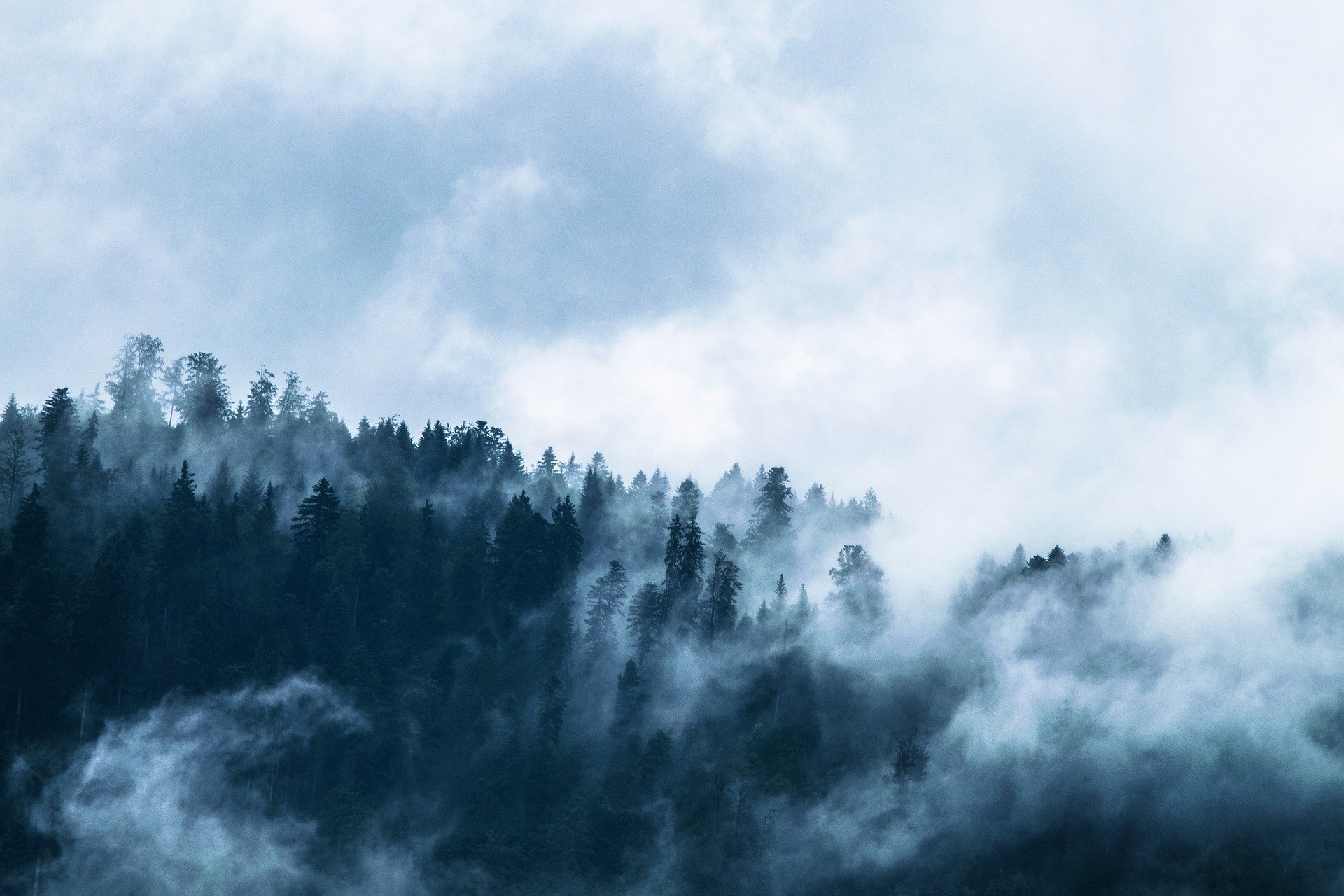 immagine nebbia